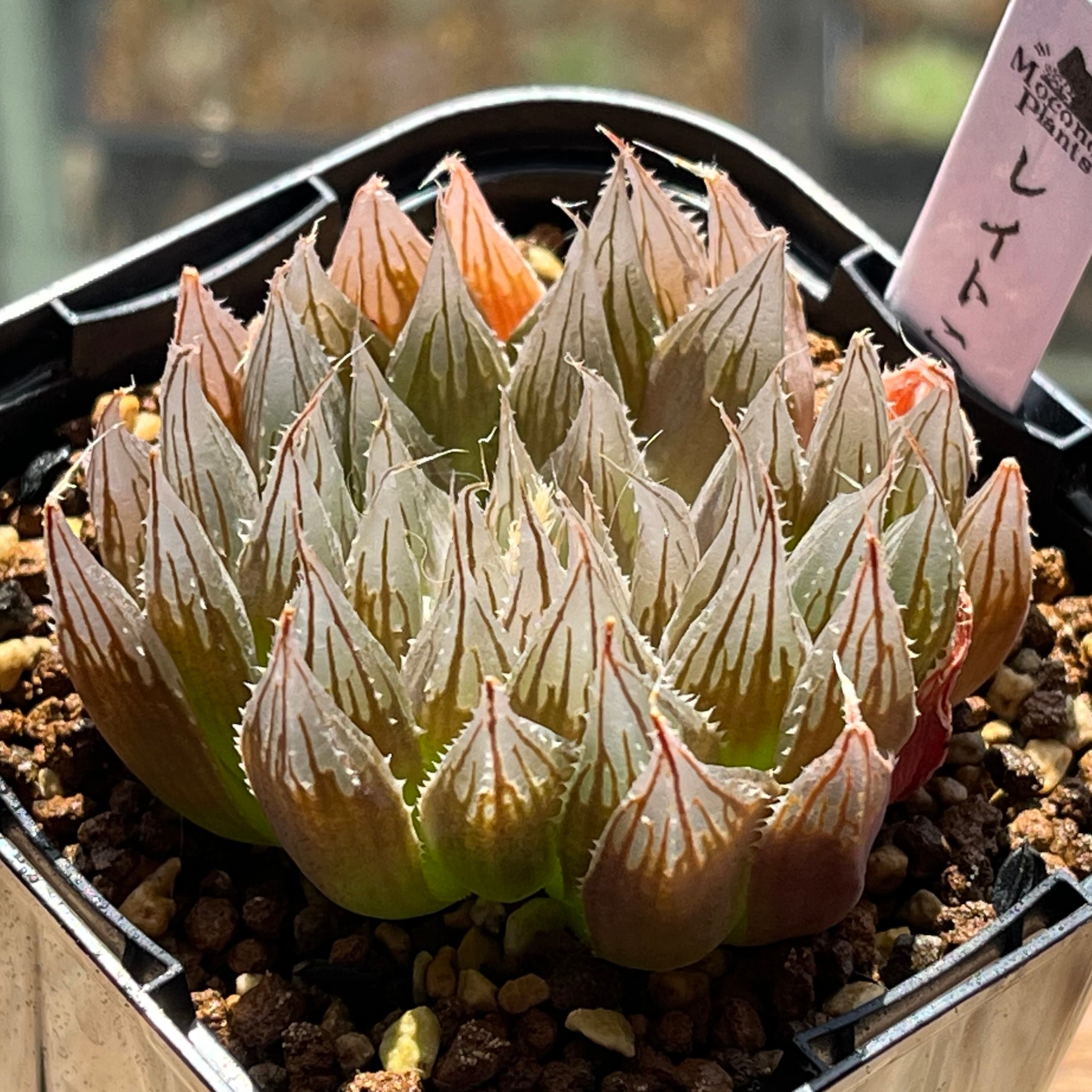 オブツーサ系 | mocono_plants