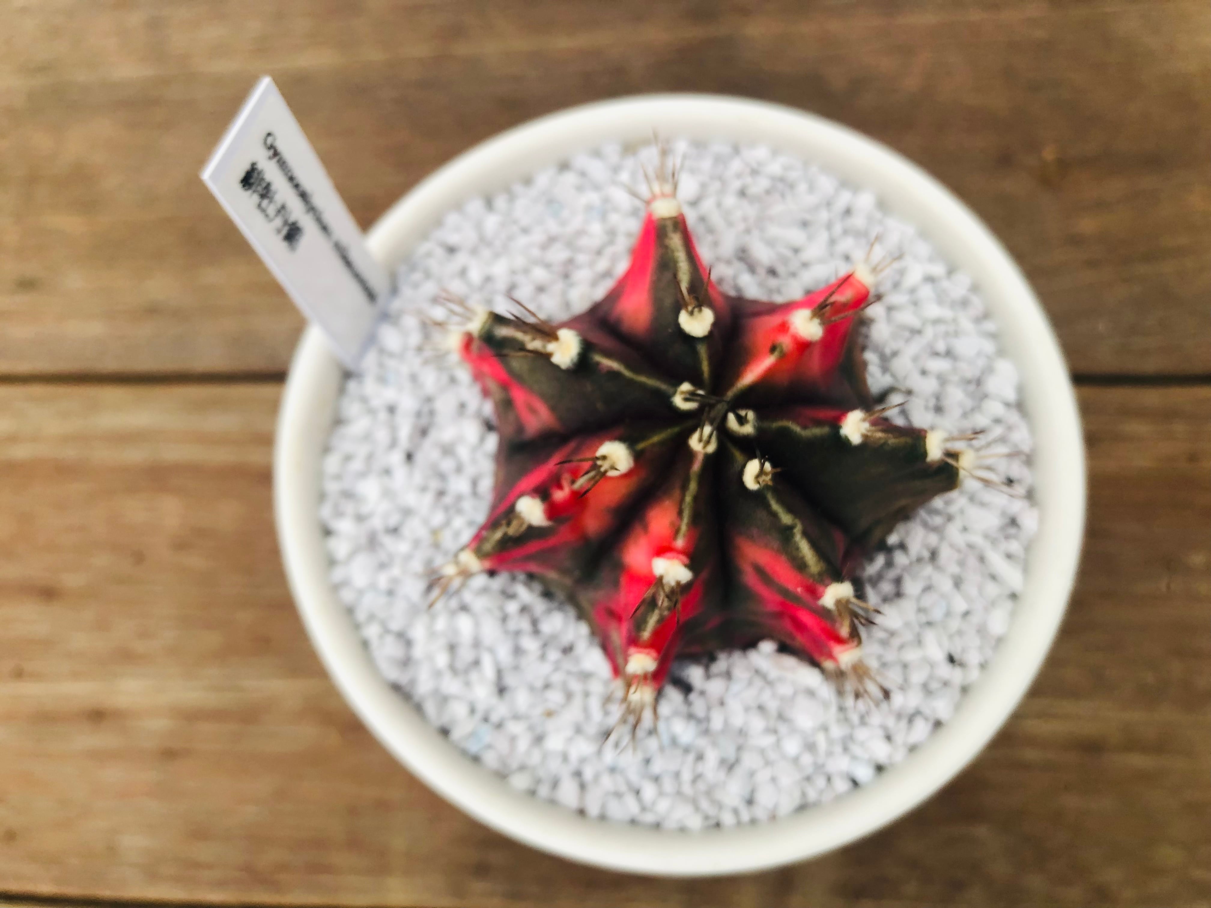 Gymnocalycium mihanovichii 緋牡丹錦 サボテン 実生 | plants MARU