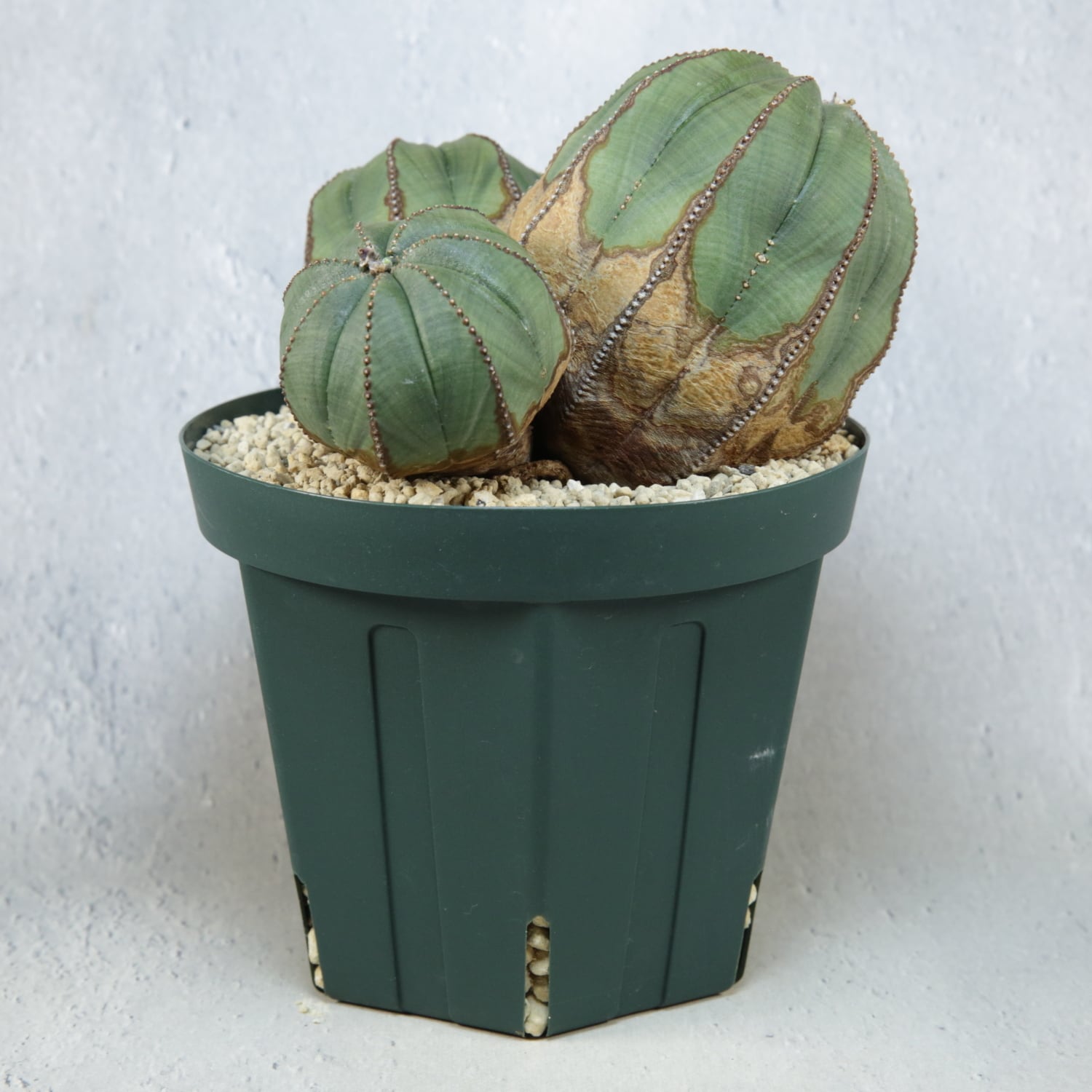 メス株【超厳選株】超大株 最大幅約 13.5cm トリプルヘッド オベサ