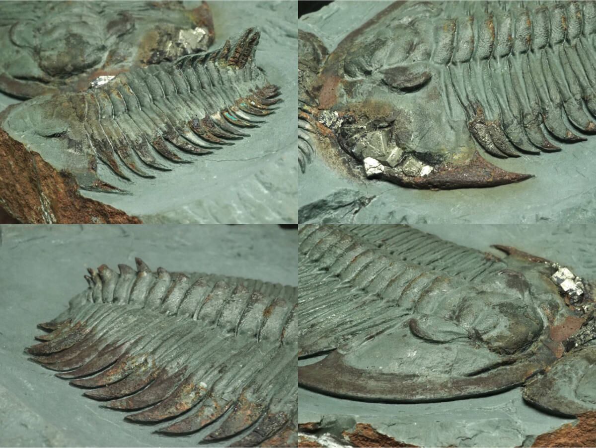 三葉虫化石 約10cm 三葉虫｜化石標本・分売｜化石販売・鉱物販売の東京サイエンス