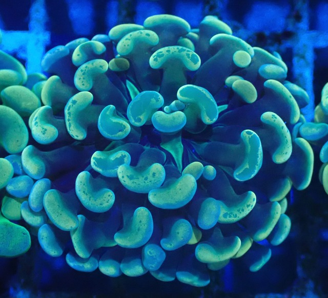 ParaAncora YellowBlue 7