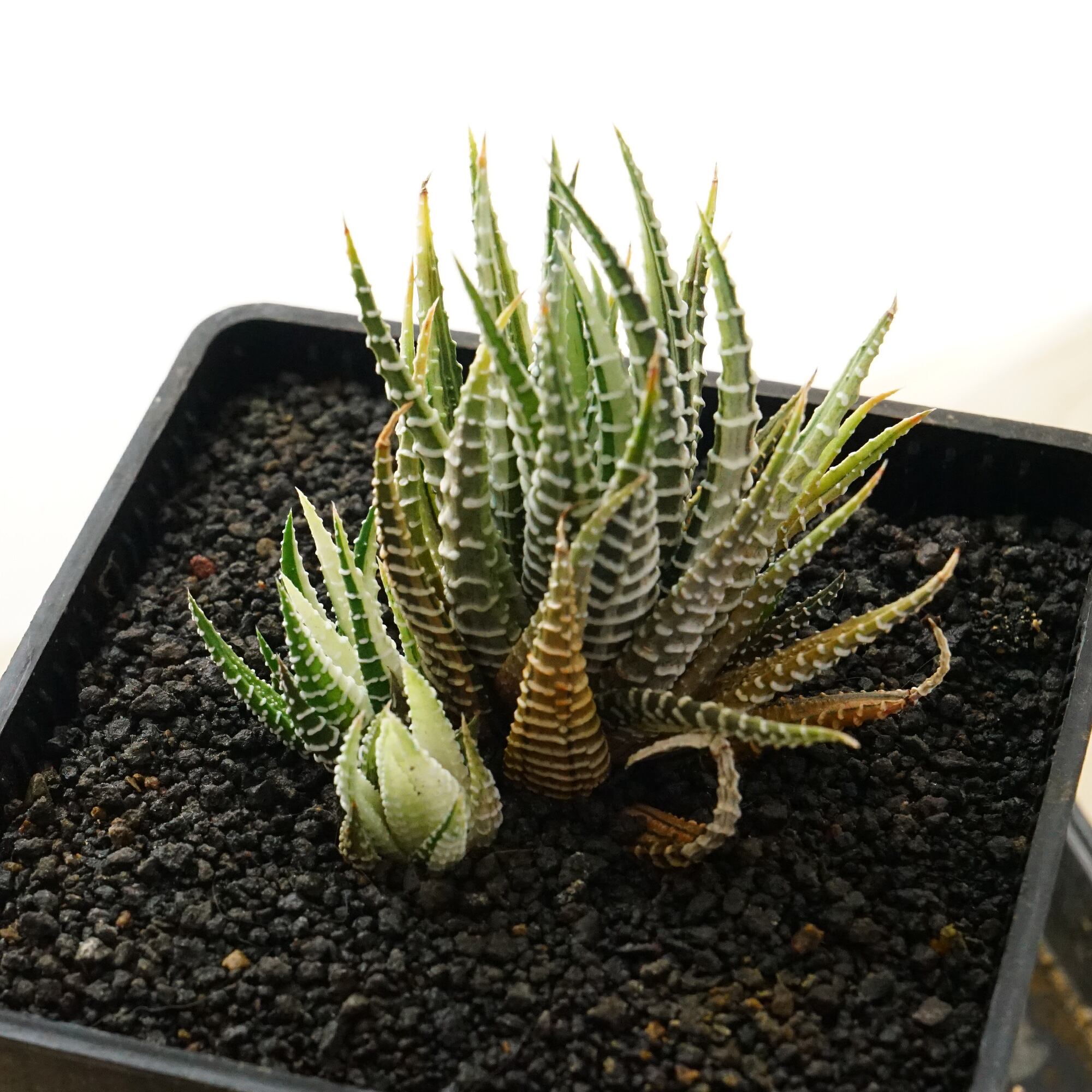 多肉植物 ハオルチア 台湾李氏実生27 PHT-PO-R262