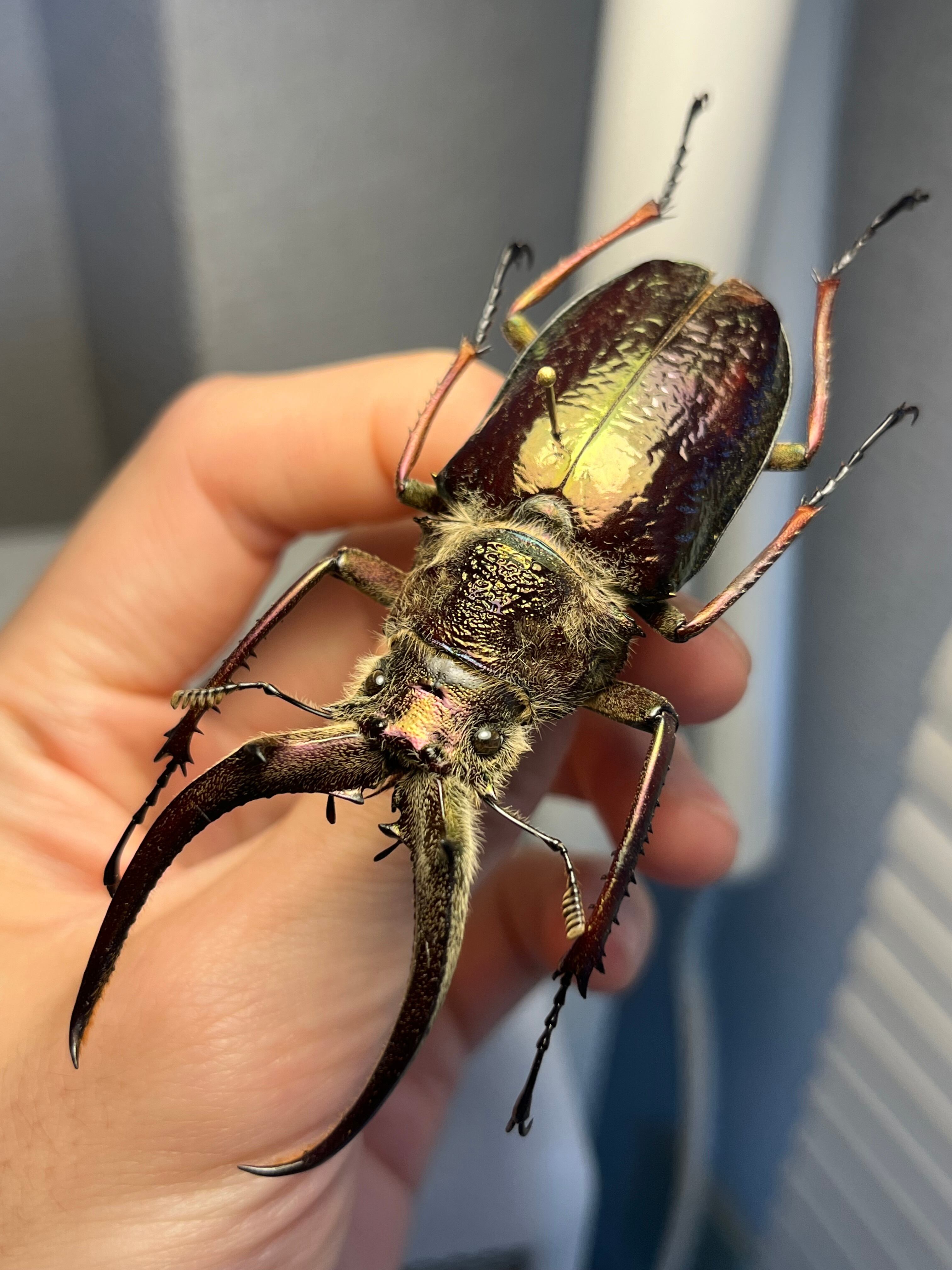 ルリボシカミキリ＆ノコギリクワガタ 【青緑黄】ルリオニカミキリ