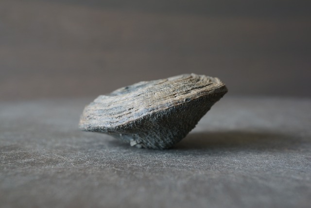 オーストリア産 六放サンゴ化石 Cyclolites sp. 1217