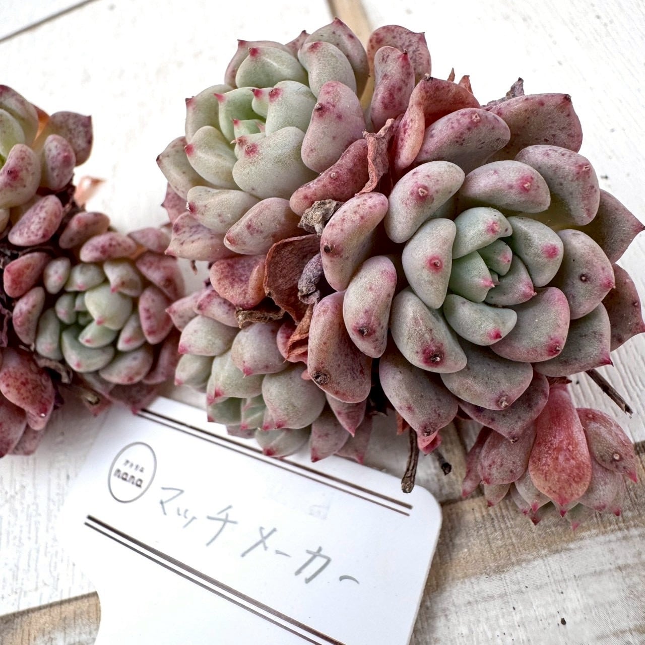 輸入苗】マッチメーカー｜群生｜多肉植物,寄せ植え,おしゃれ,かわいい