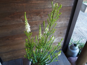 【現物】エリカ　Ｓ．’ライトスパーク’　A