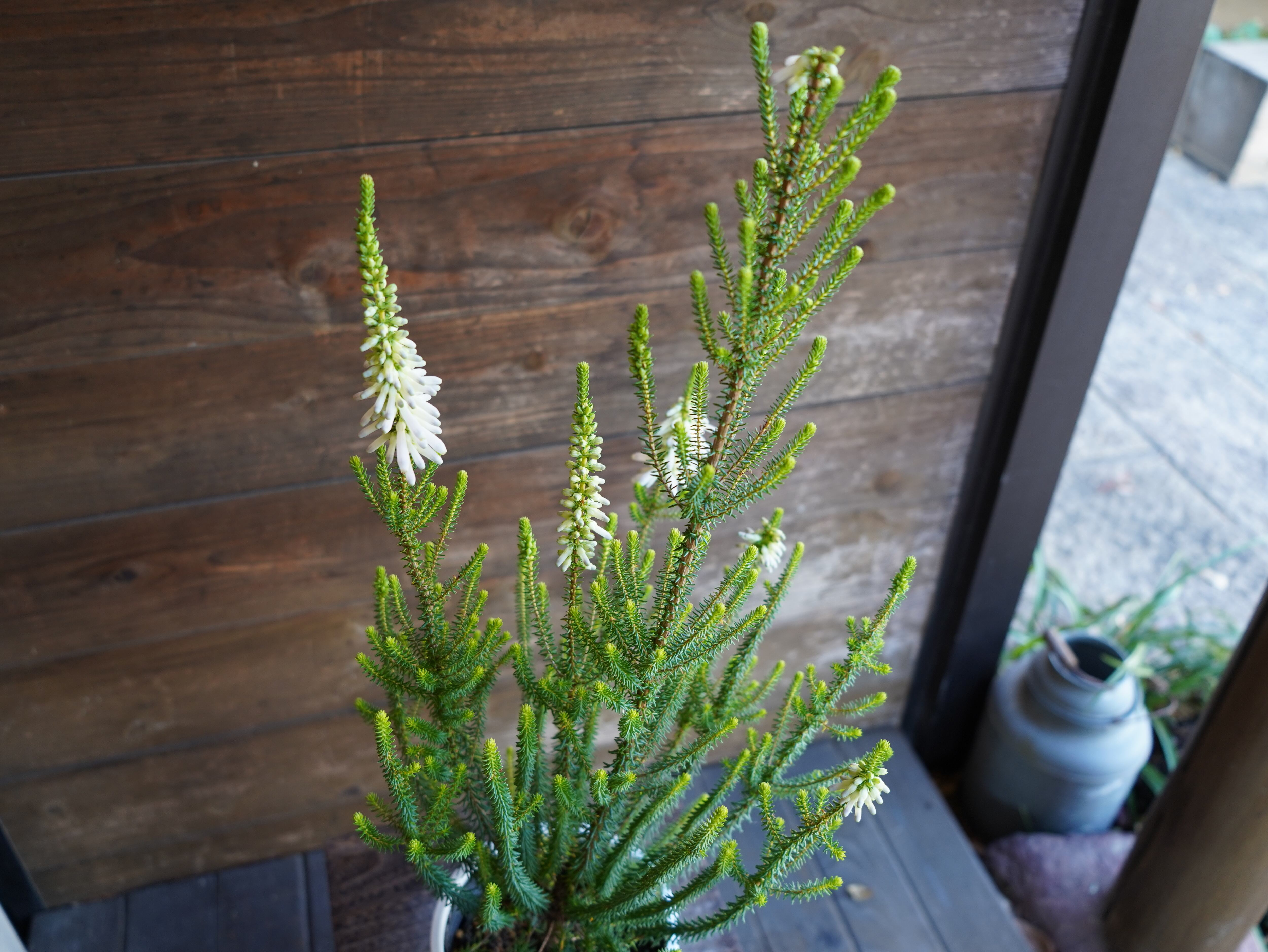 【現物】エリカ　Ｓ．’ライトスパーク’　A