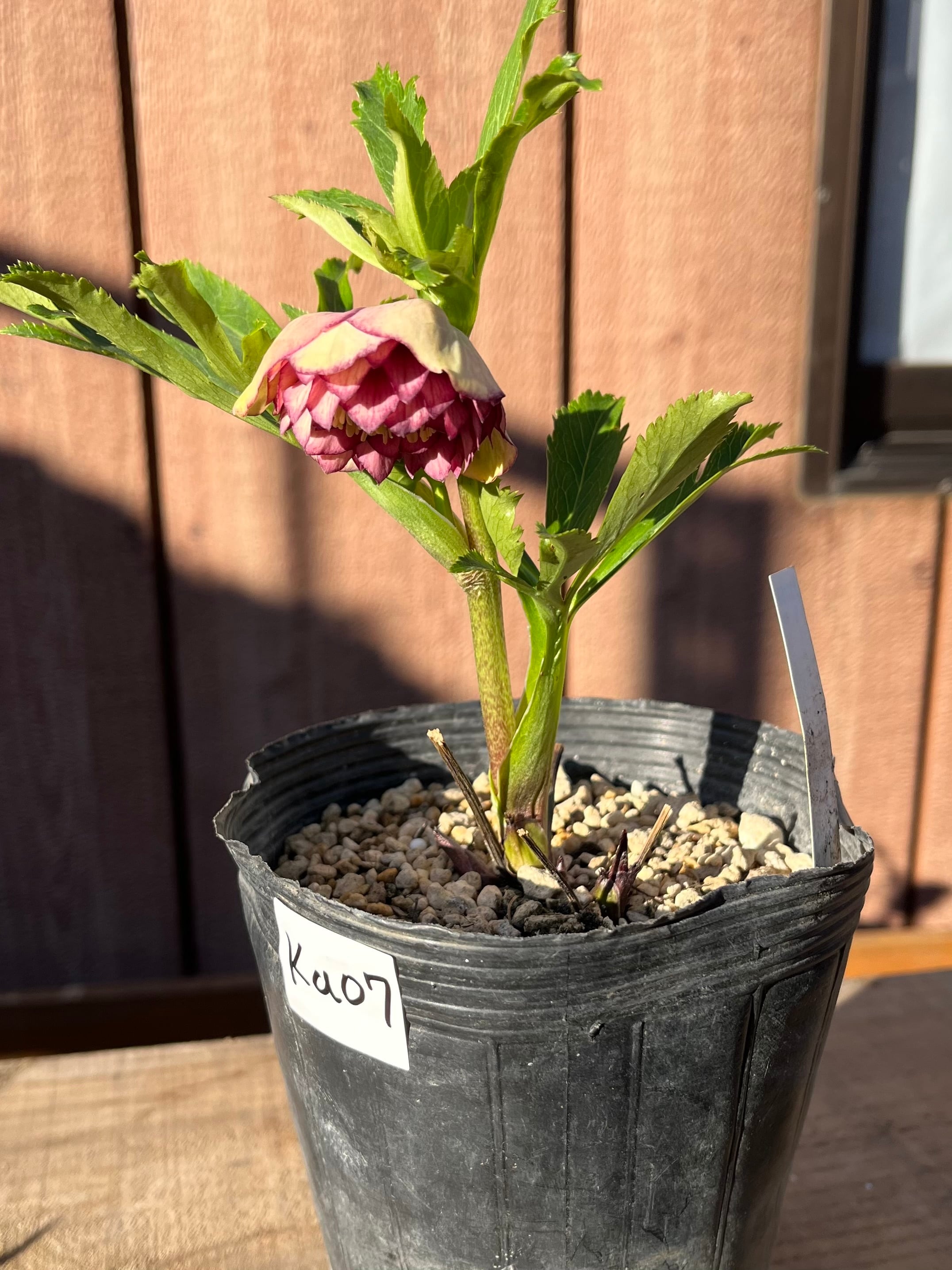 キラメキ☆レッド 加藤農園 クリスマスローズ【ka05】送料無料