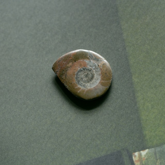 Ammonite 4