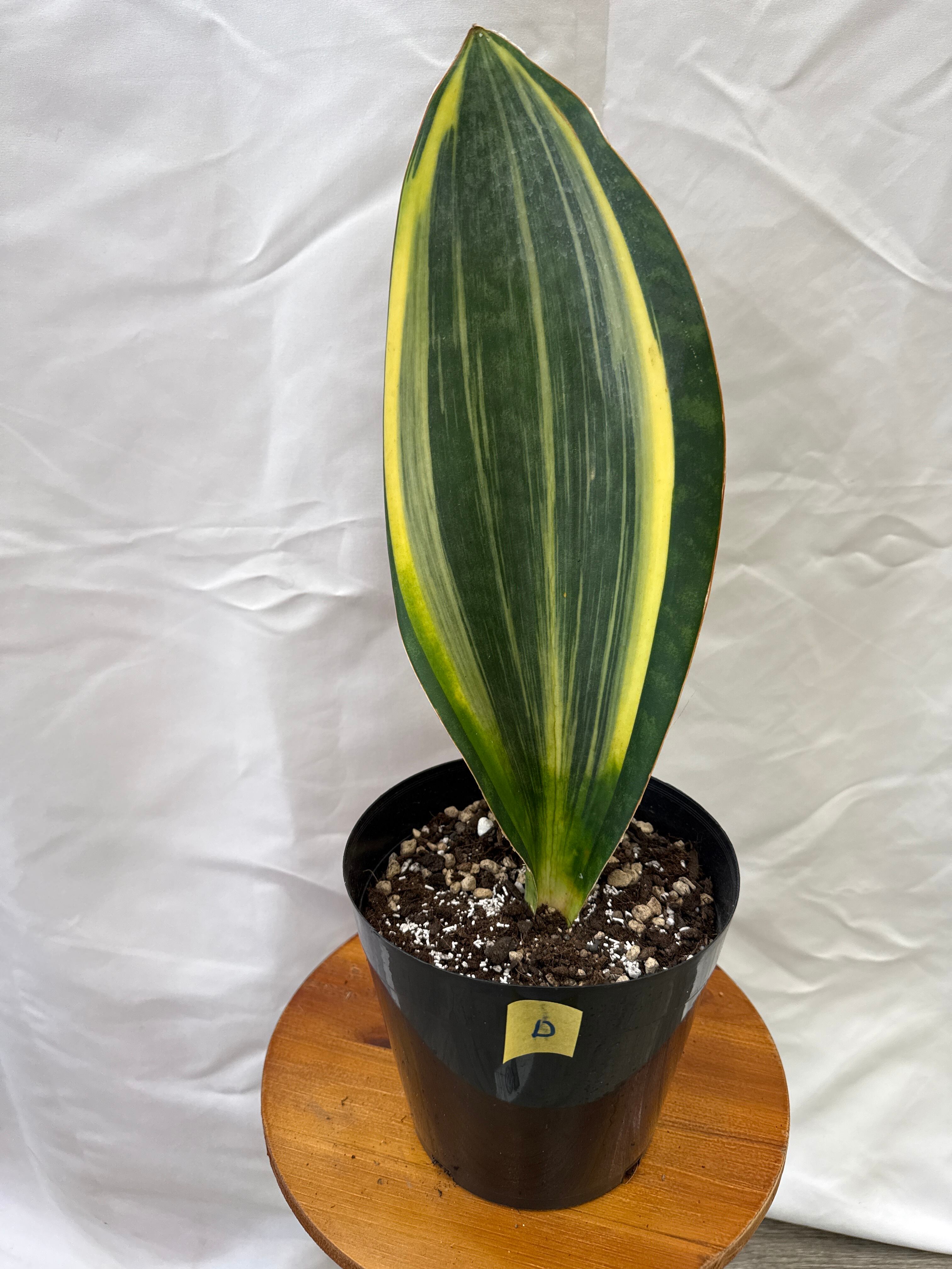 D希少！選抜！ サンスベリア マッソニアナ斑入り | Gardenえん 【観葉