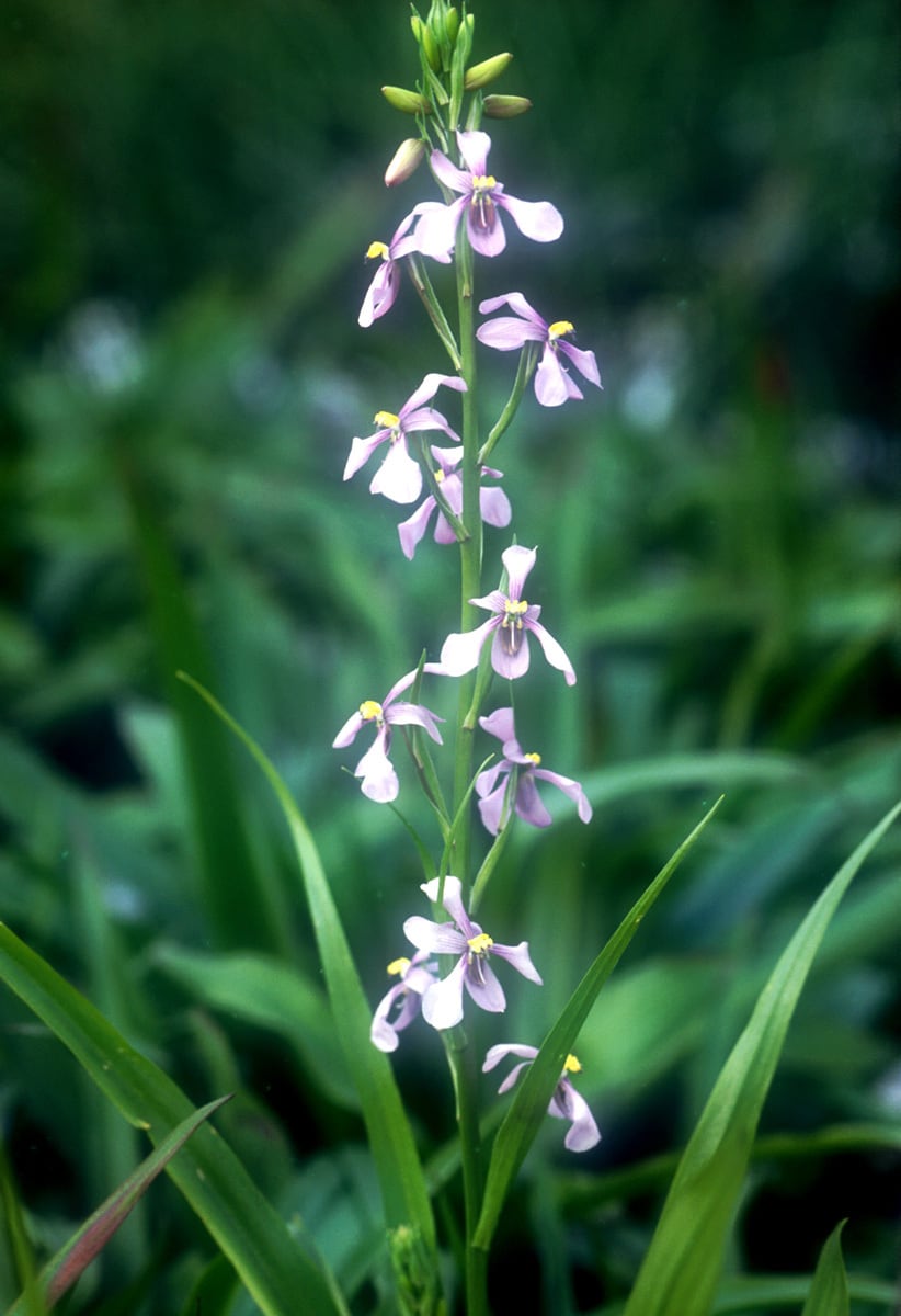 三宅花卉園オンラインショップ
