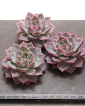 発根済カット苗 シーウィード Echeveria 'Seaweed'