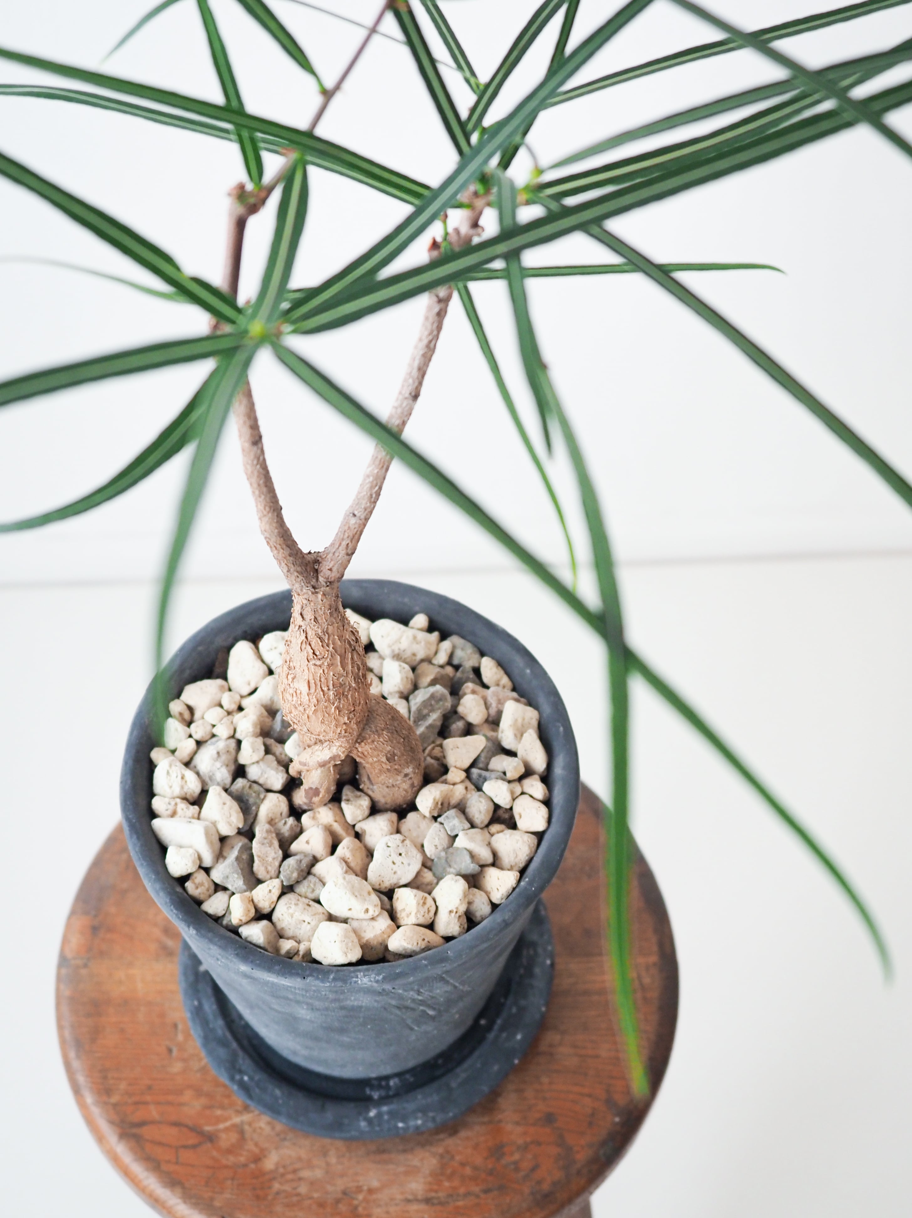 ボトルツリー ブラキキトン ルペストリス 90