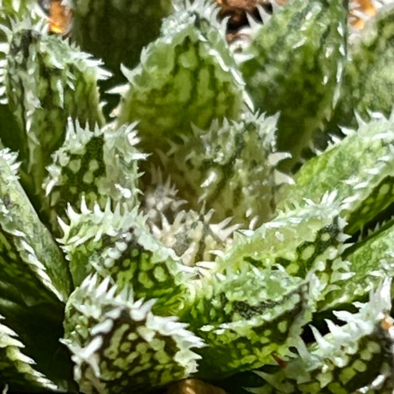 ハオルチア エリマキトカゲ | mocono_plants