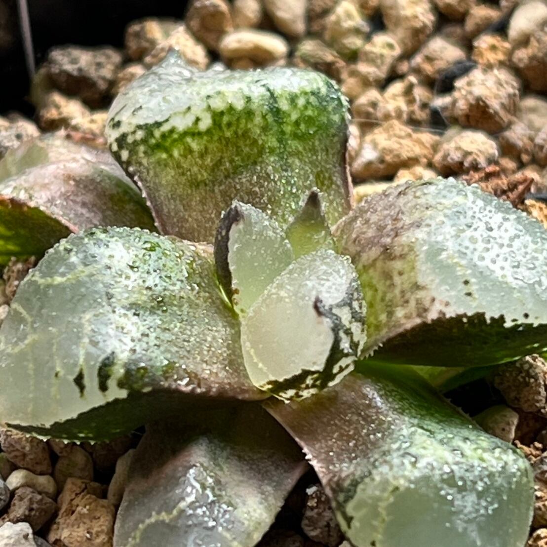 ハオルチア 氷皇③ | mocono_plants