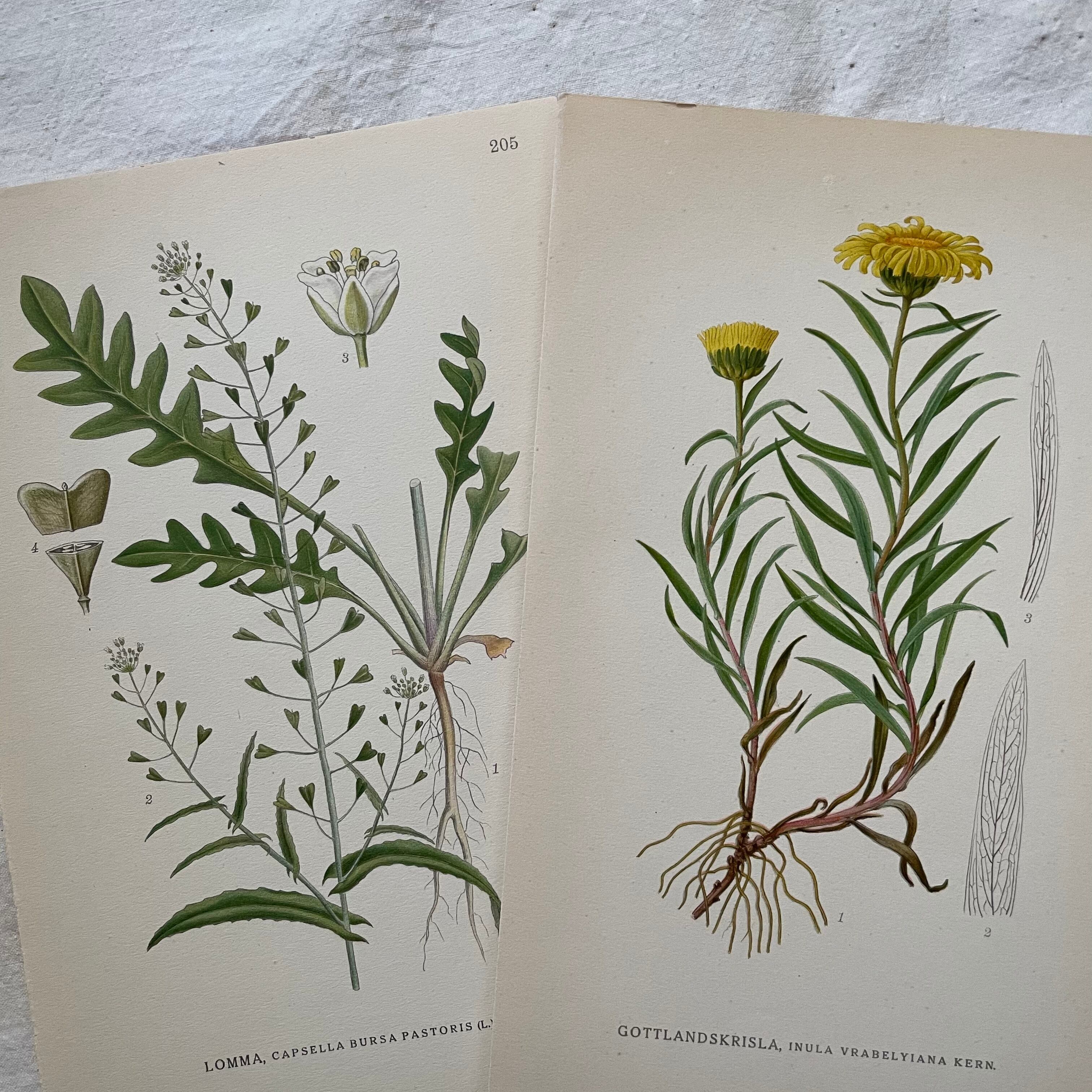 植物の紙セット25