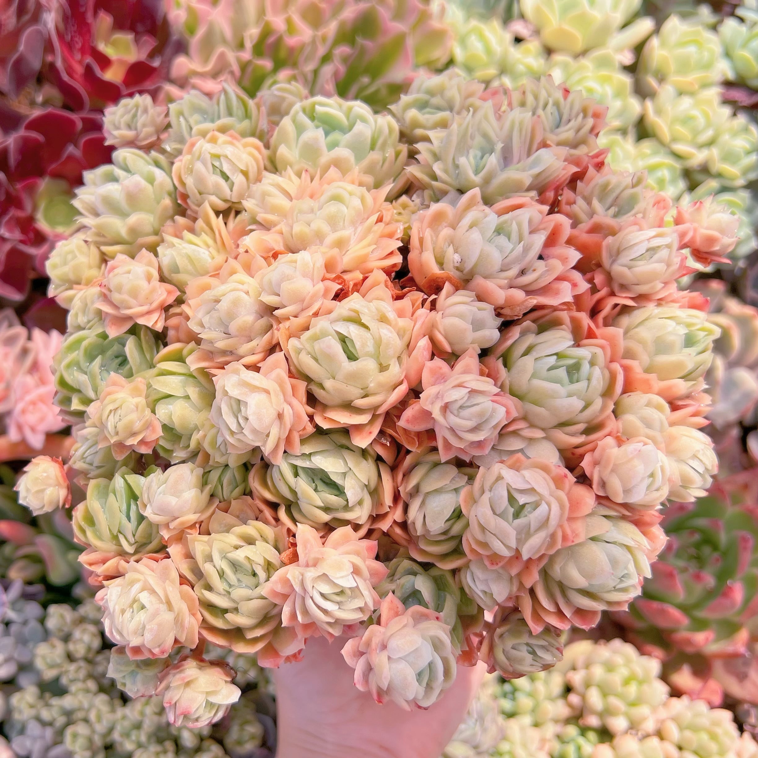 現品　クィーンローズ覆輪錦#242　特大群生　新入荷