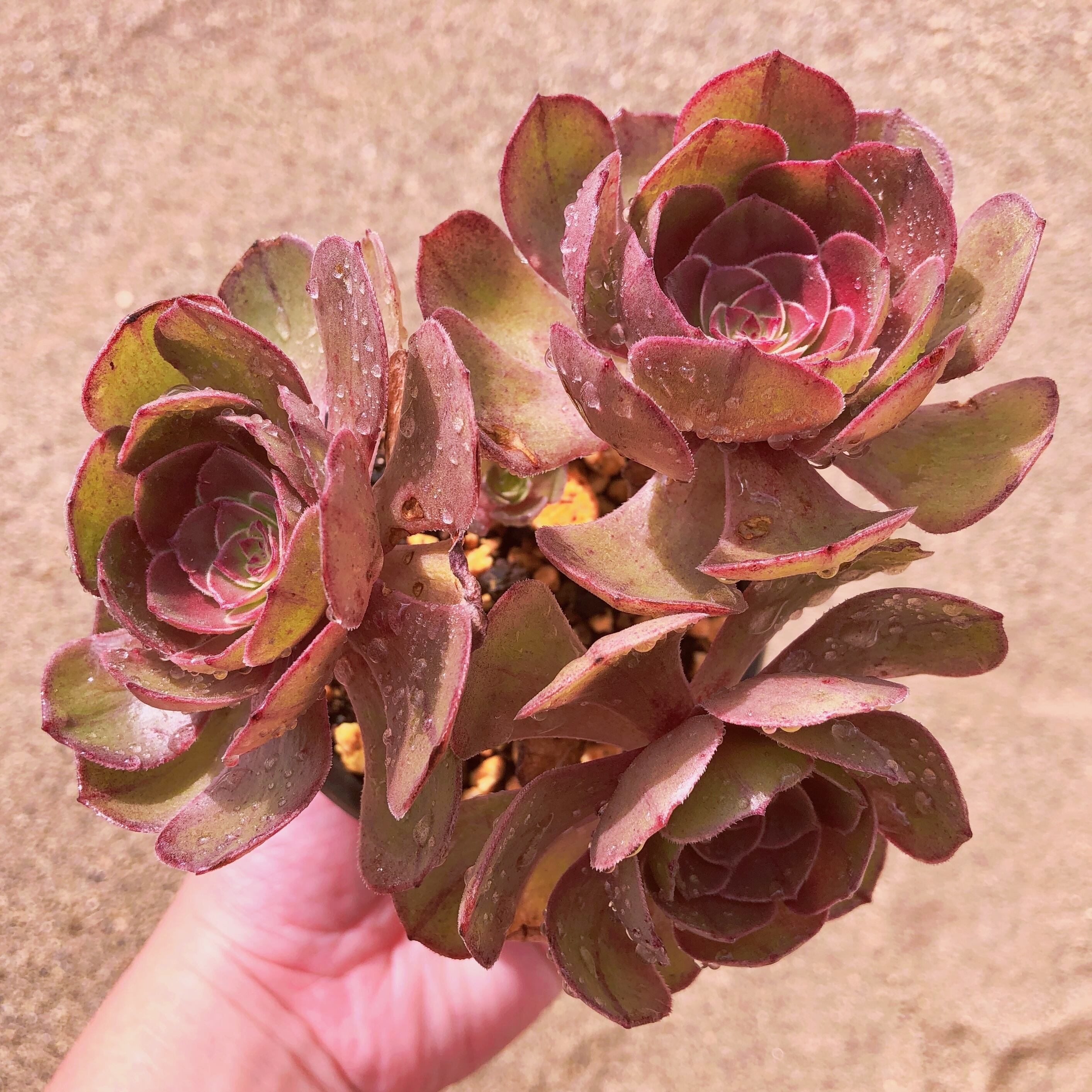 多肉植物　ハロウィン法師　群生