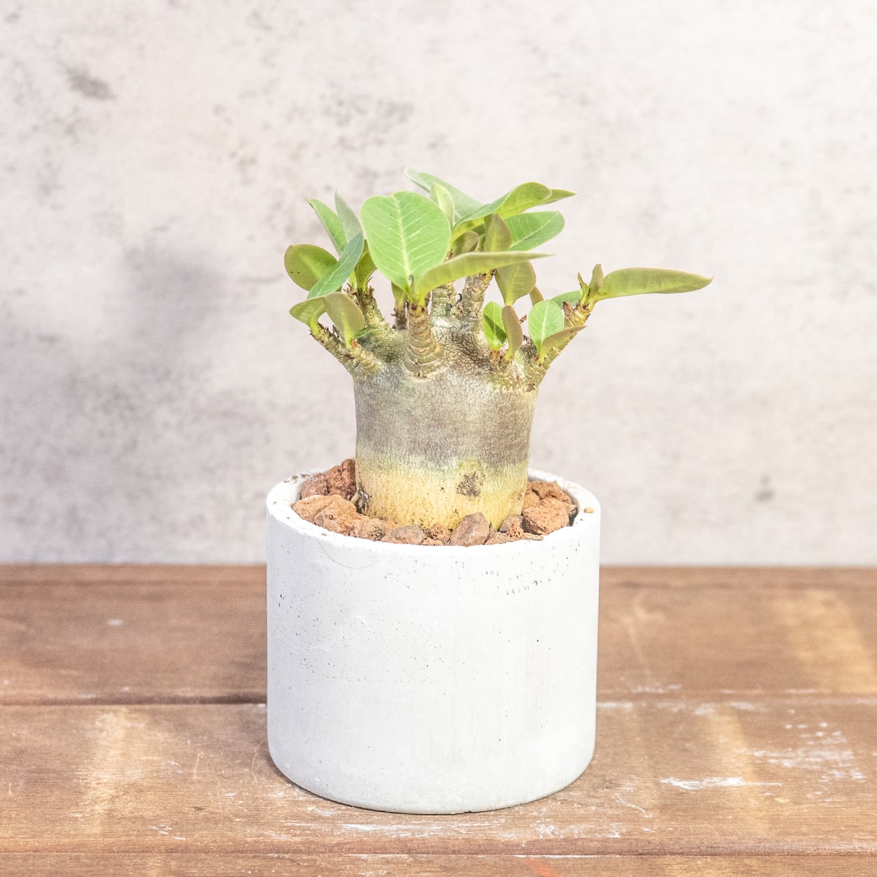 低重心で力強いドワーフタイプの立ち姿。アデニウム｜樹形とバランスを一つひとつ直接見て選び抜いた「一株ごとの厳選仕入れ」個体｜虫発生抑制（全国一律送料850円）