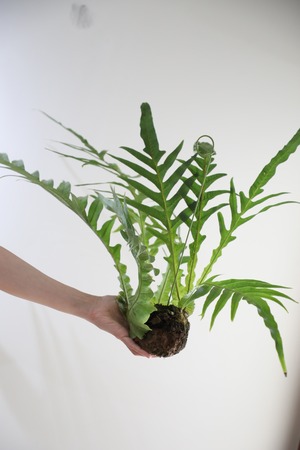 【M】アグラオモルファ コロナンス 苔玉　※ハンギング付き