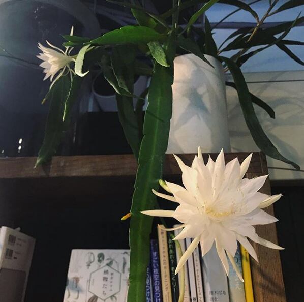 エピフィルム プミラムとガテマレンシス カット苗 Mrhardymaths Co Uk