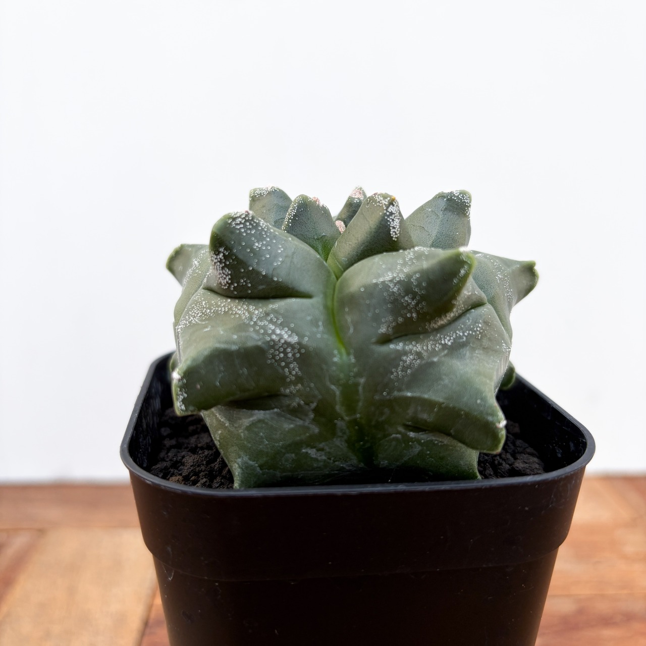 Astrophytum myriostigma var. nudum 【アストロフィツム・金平糖碧瑠璃鸞鳳玉】