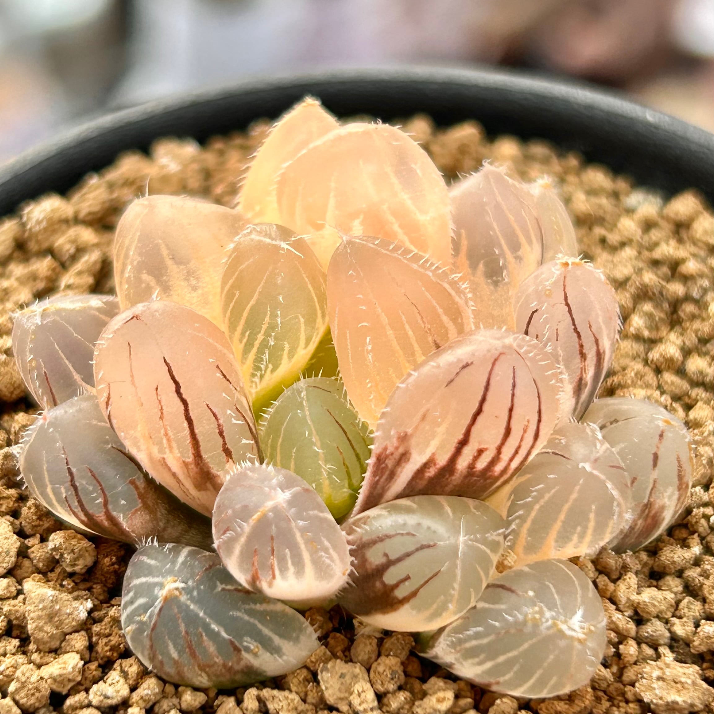 T) レッドレンズ オブツーサ錦 ハオルチア | RuPo 多肉植物専門店