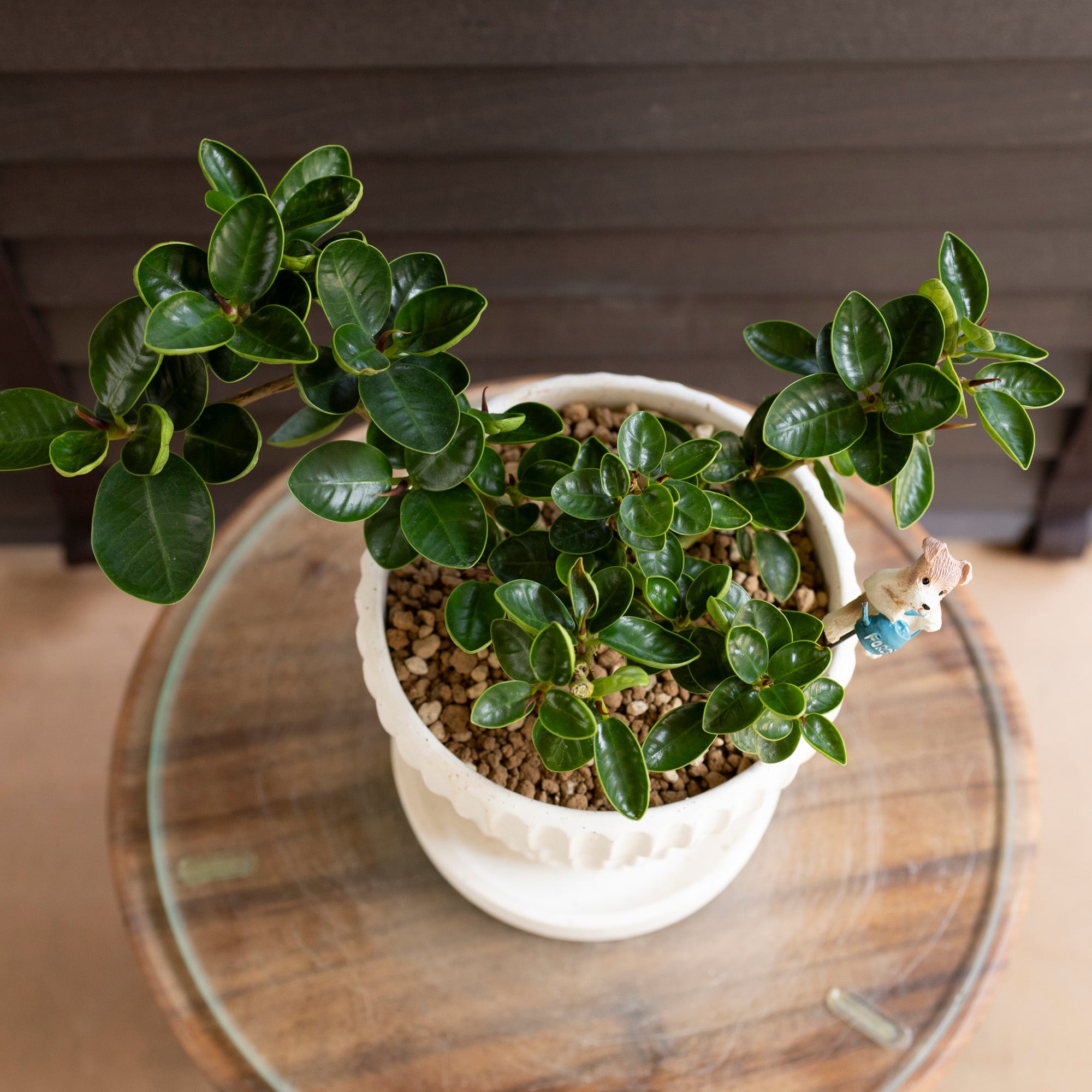 パンダガジュマル 4号 陶器鉢 ピック付 観葉植物 コパンダ ガジュマル