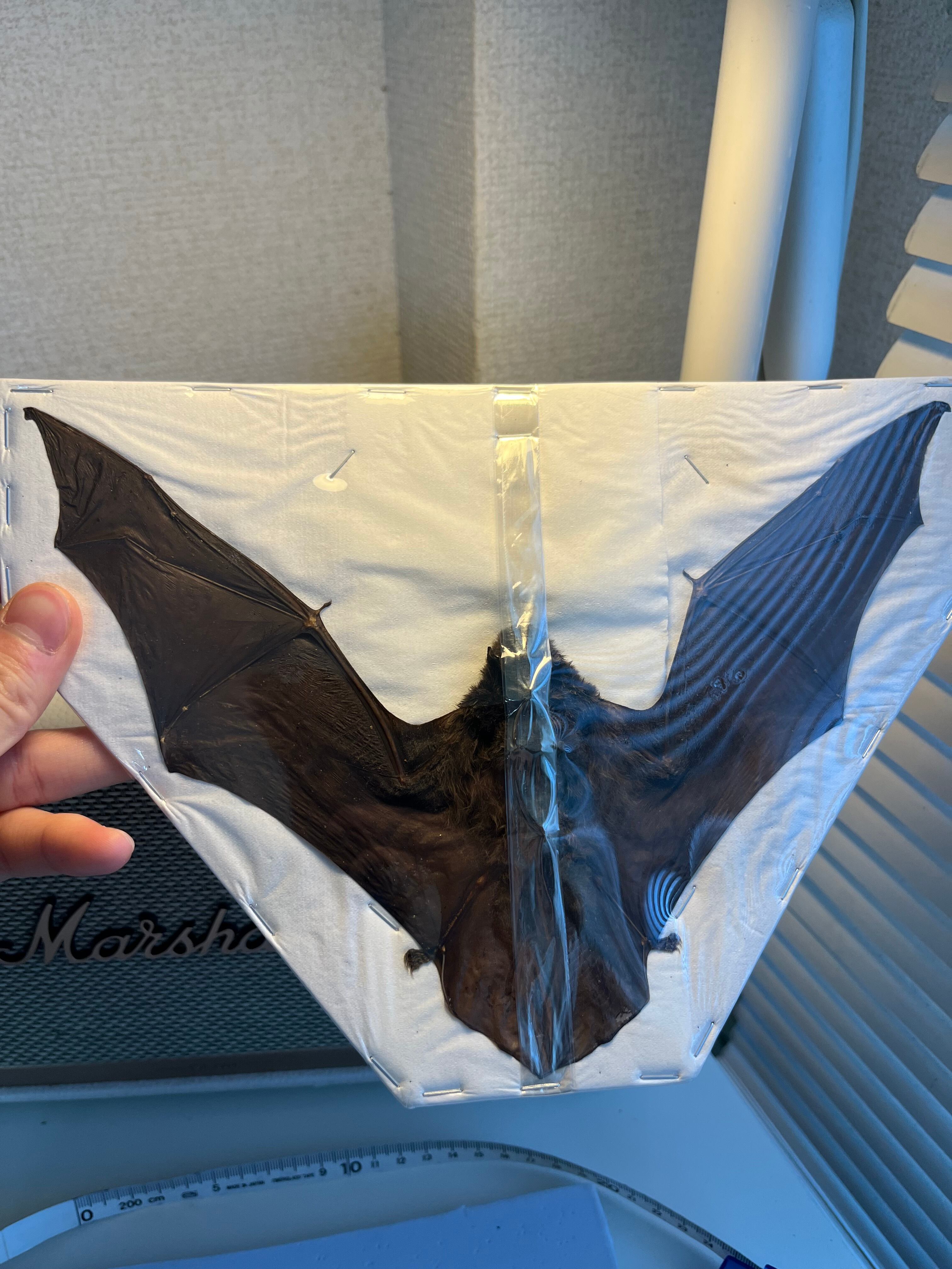 希少蝙蝠標本】ペイントバット ジャワアブラコウモリ 昆虫標本 標本