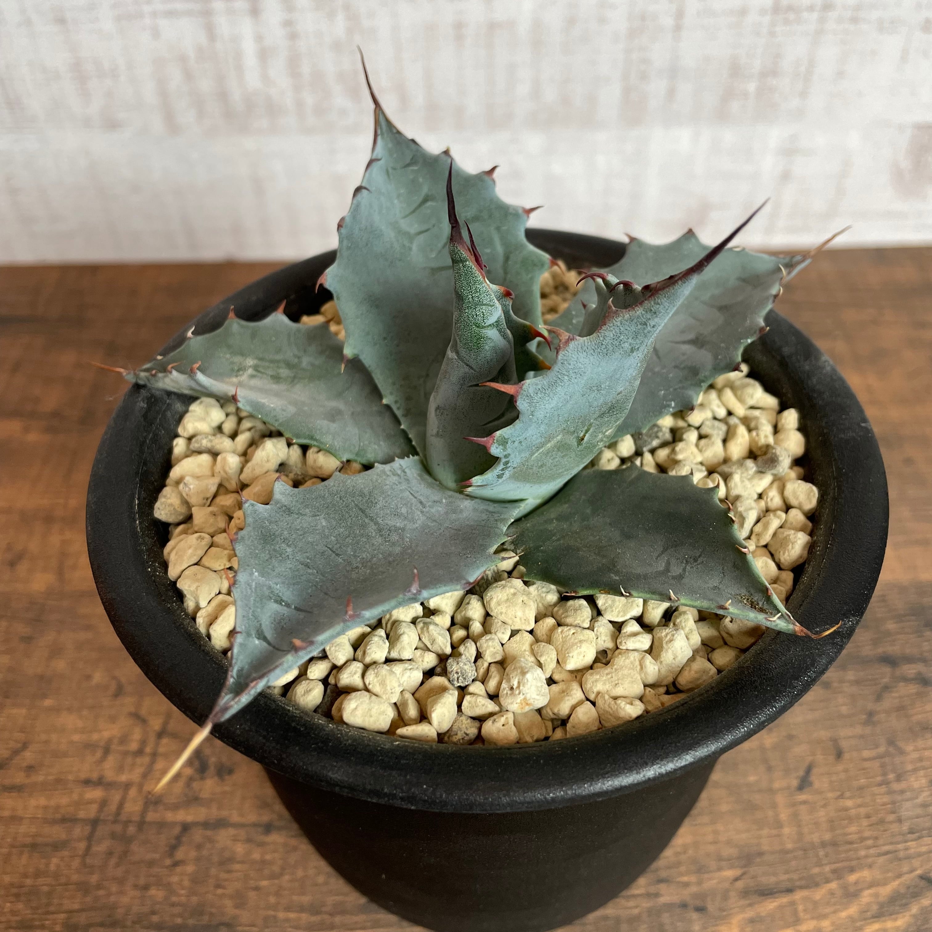 Agave parassana 良棘 / 4号鉢 アガベ パラサナ 発根済み | THE SPIKY