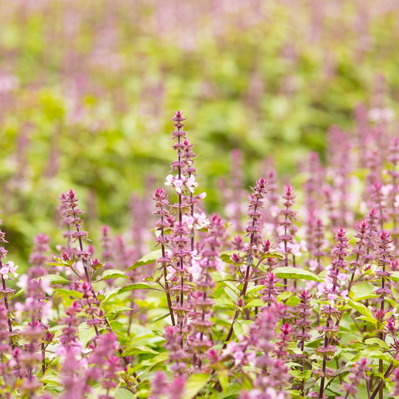 ホーリーバジルティー（茶葉10g） | ib shop