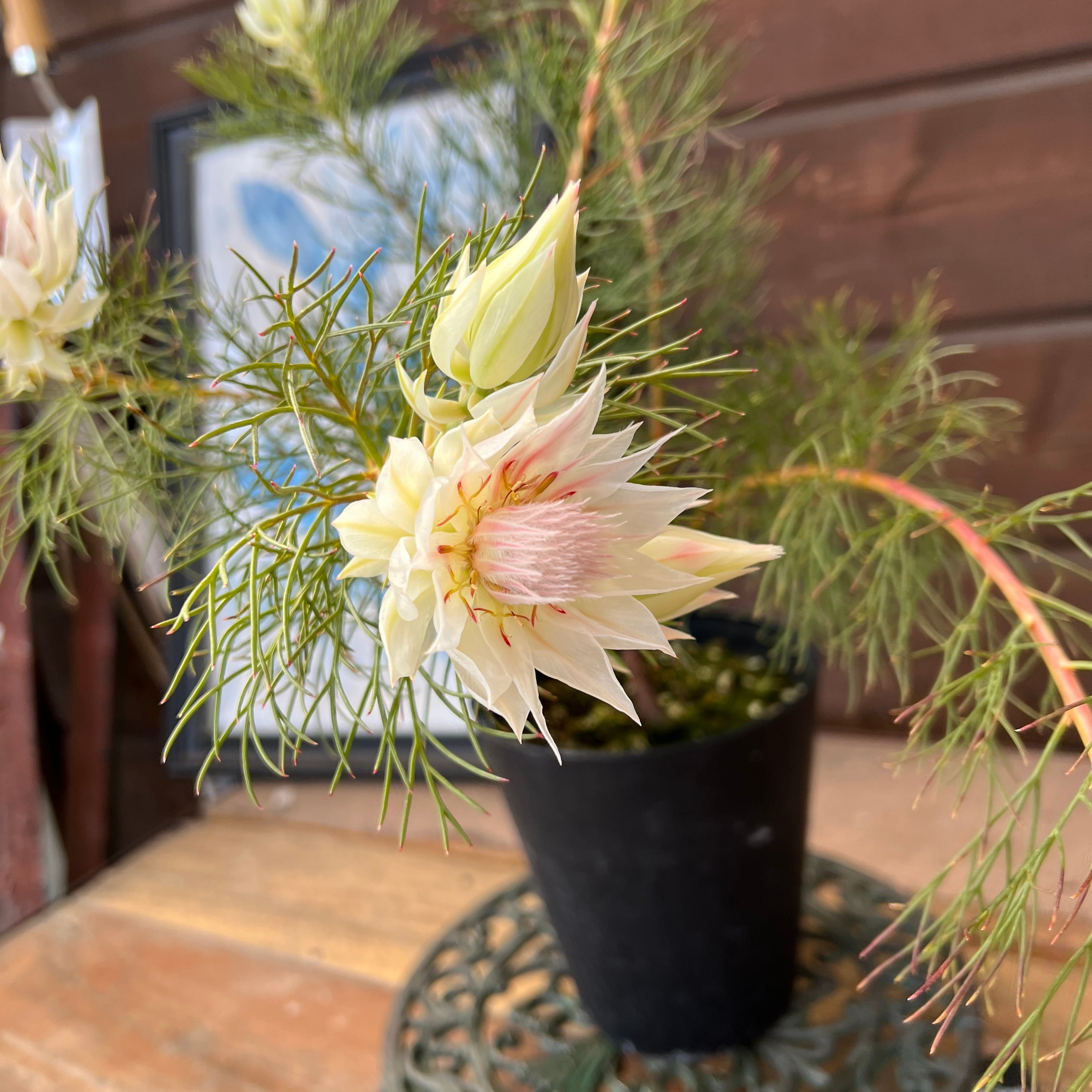 ジョーイセルリア ブラッシングブライド③ | 沼ノ上農園