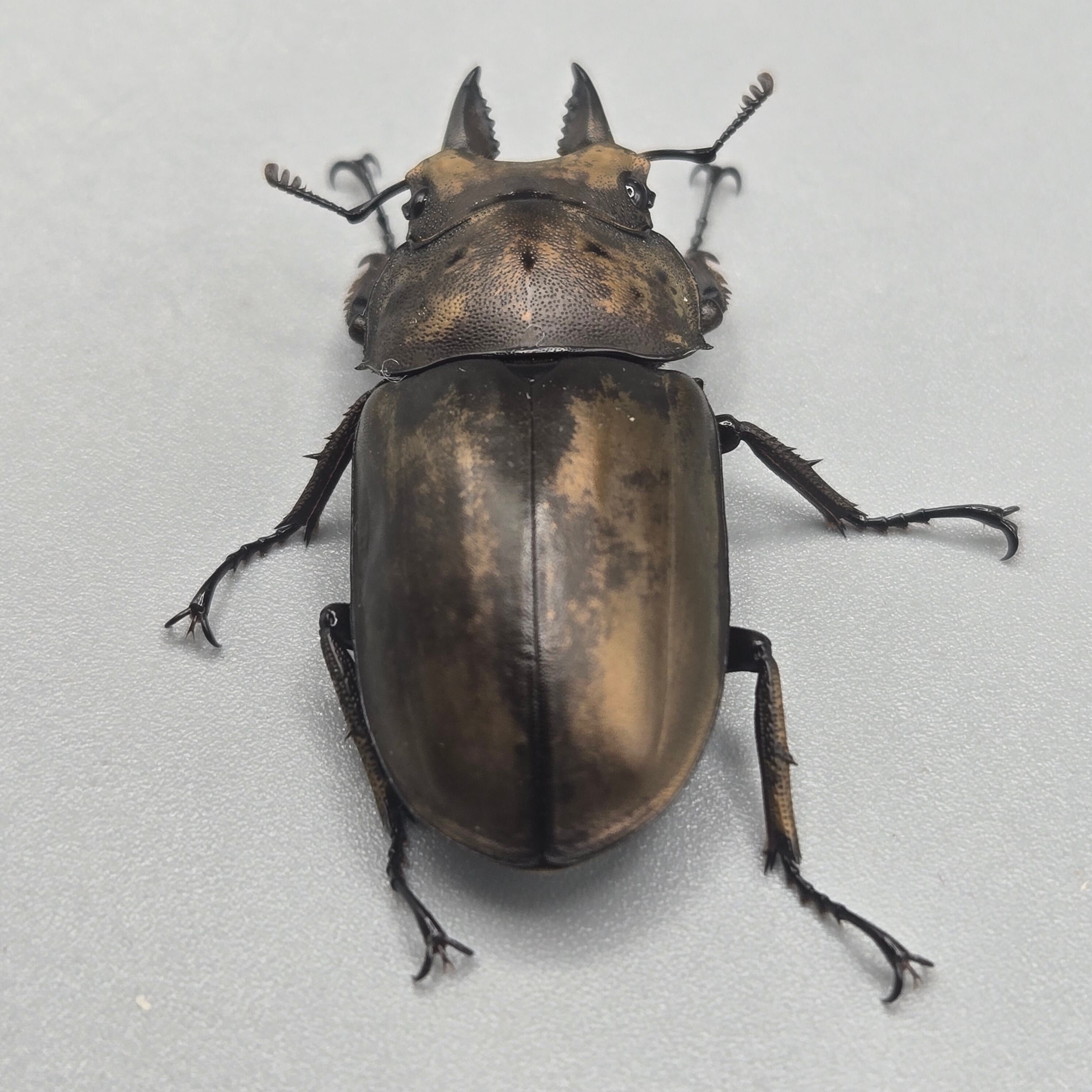 フルストルファーオウゴンオニクワガタ ♂単 | 昆虫専門店 鍬鉄