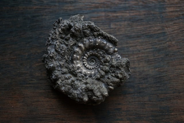 イギリス産黄鉄鉱化アンモナイト  Pyritized Ammonite 1897
