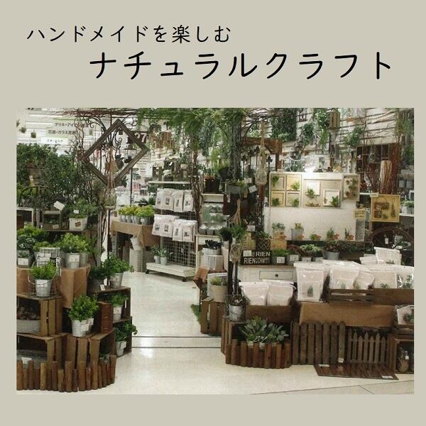 完売：白樺の鉢植え No.15
