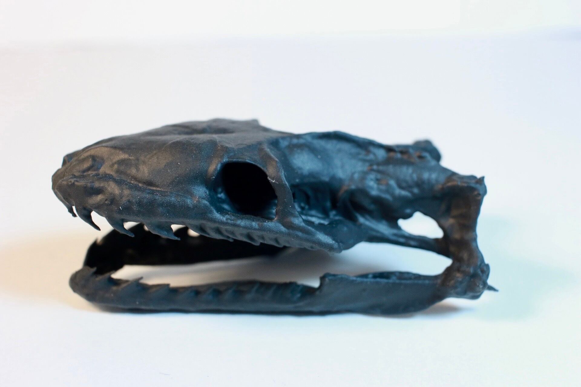 選べる2色・リング付き】ブラッドパイソン 頭骨レプリカ | アンフィ