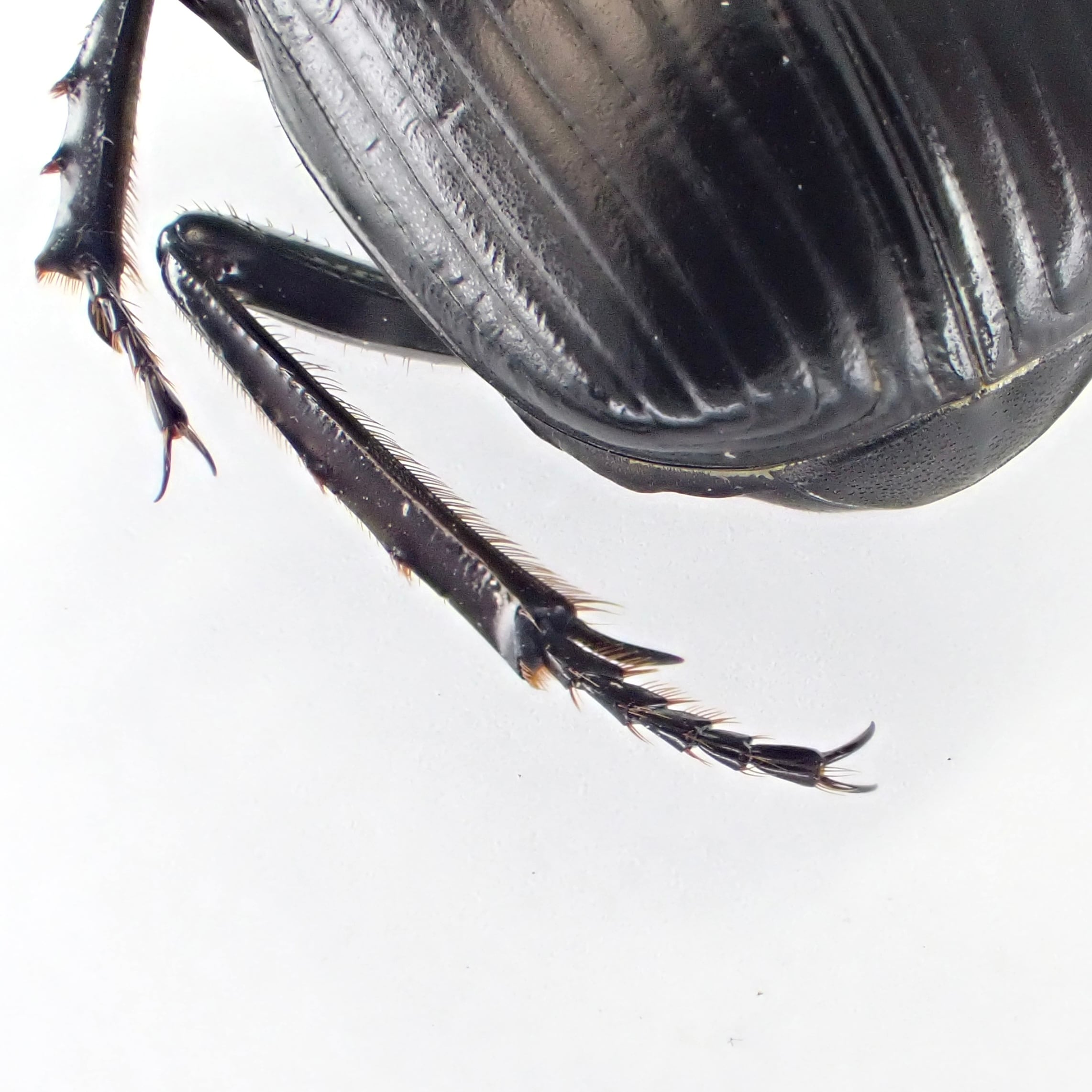 マダガカカル産　珍品ゾウムシ　17mm e22580a1fe4d84327b9f1639b3041c