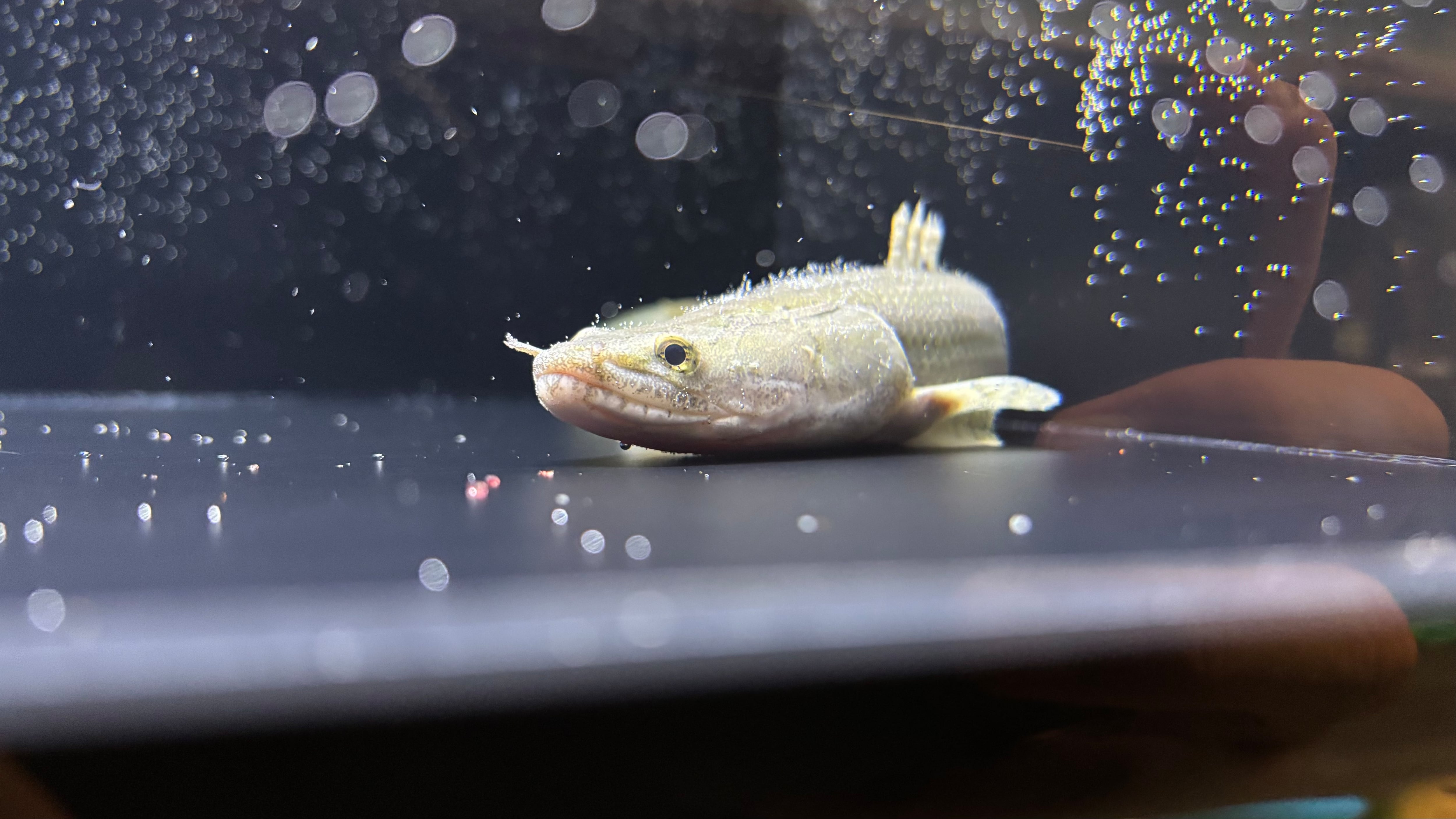 わいるどもんオリジナル 流動式フィルター用 砂 ポンプ ホース セット