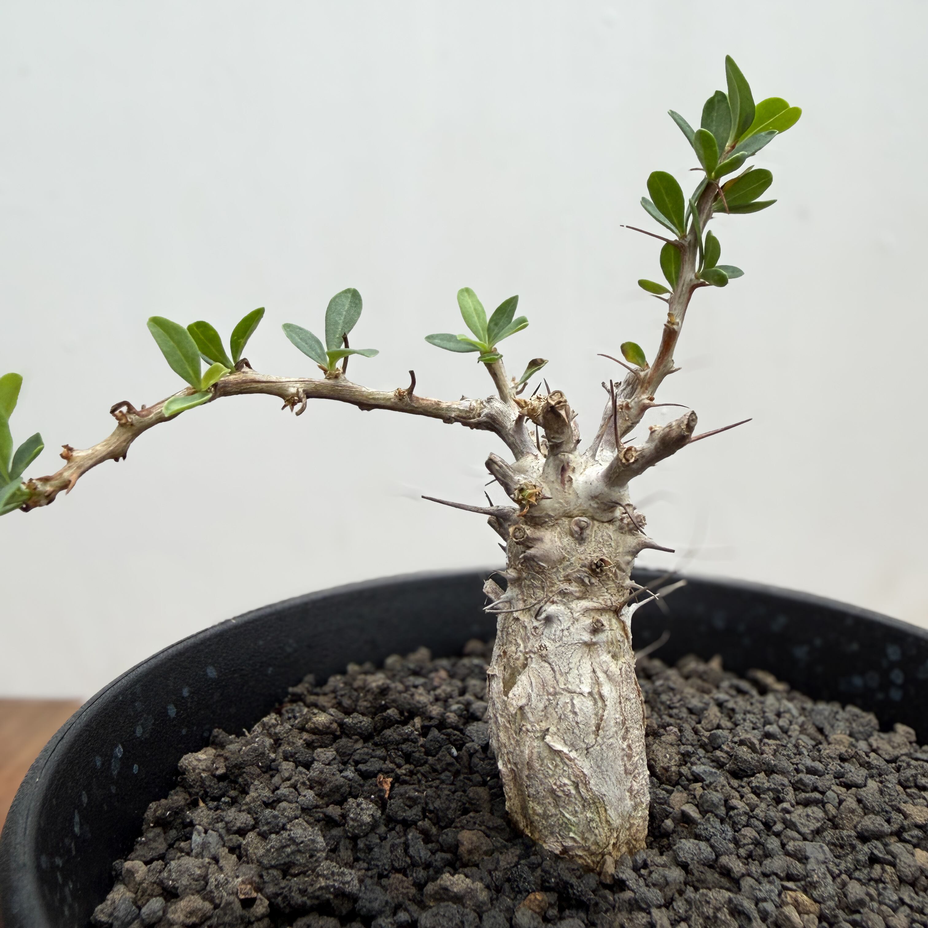 Fouquieria columnaris【フォークイエリア・コルムナリス・観峰玉