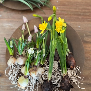 春の球根と季節のお花セット　　A