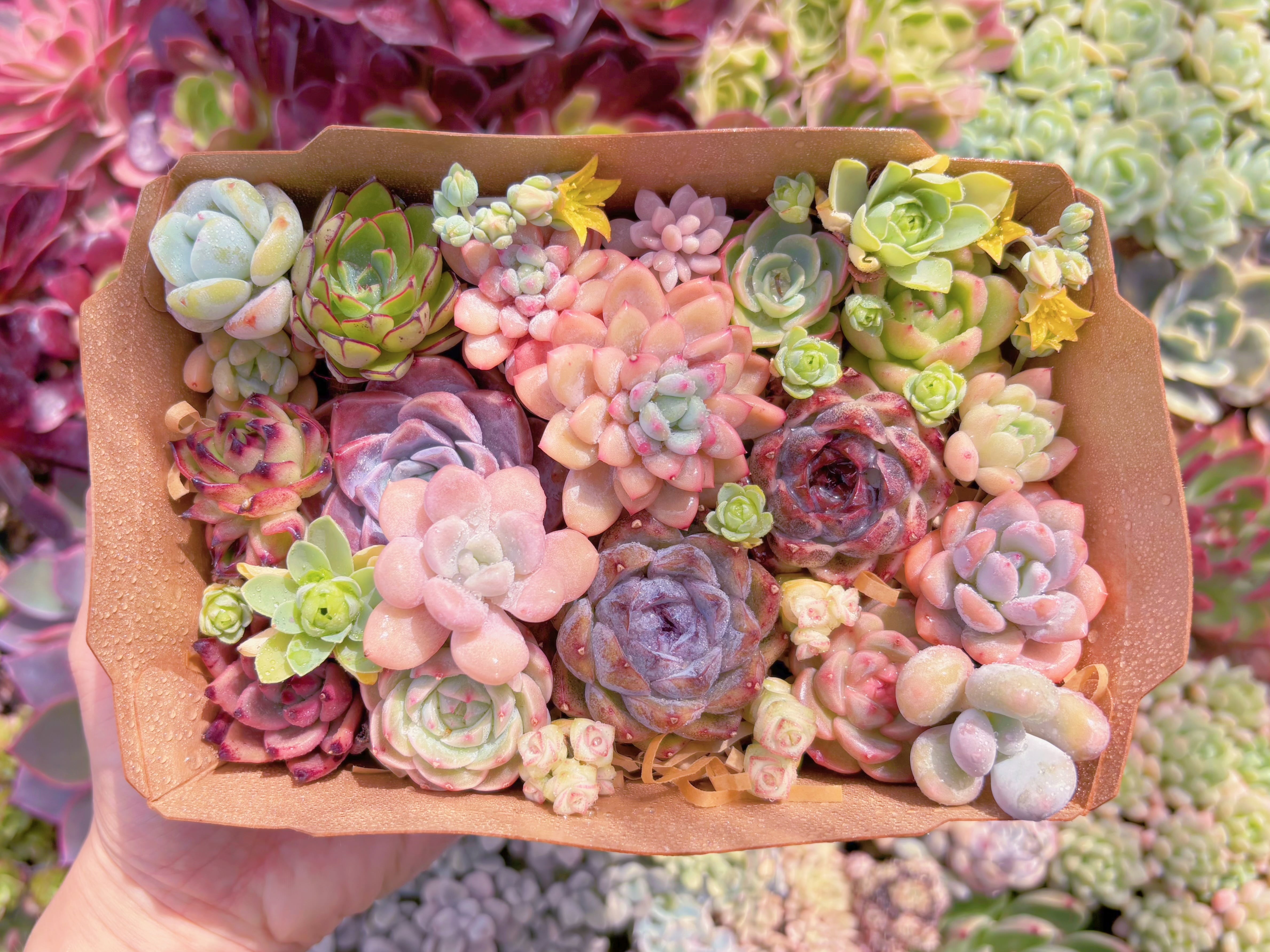 現品　寄せ植えセット#F054　17×4.5×11.5cm　るる農園