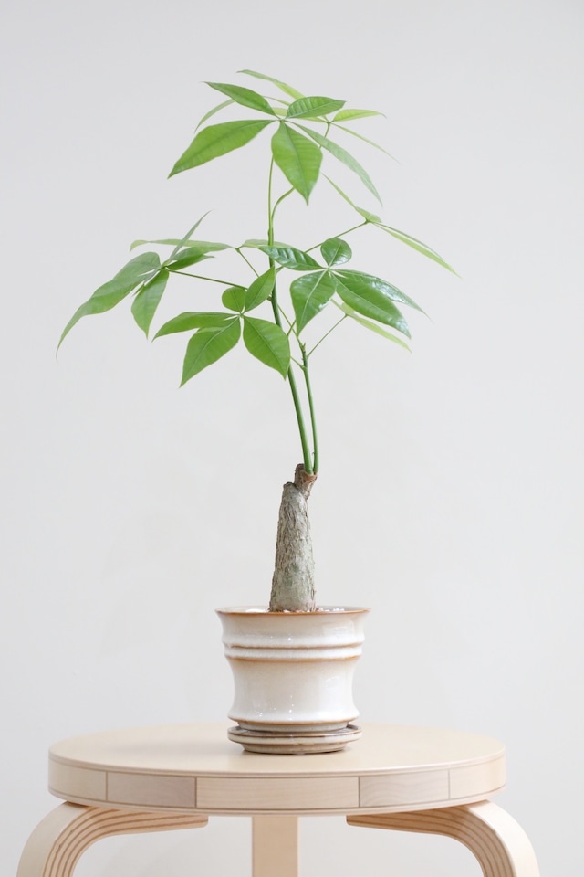 【M】パキラ グラブラ/Pachira