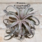 【送料無料】カピタータ ルブラ〔エアプランツ〕現品発送T1002