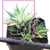 抜き苗 十二の巻錦 エレガンス 単頭 Haworthia fasciata 'Elegans'