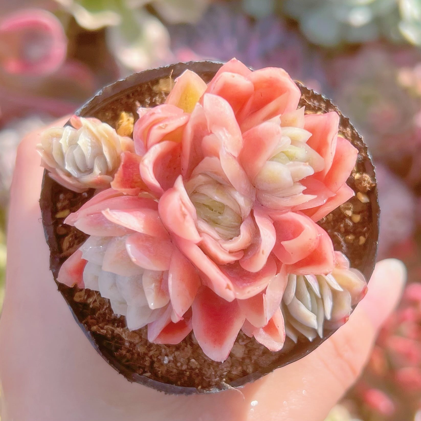 現品　多肉植物　アイスラブリーローズ錦#847　群生   るる農園