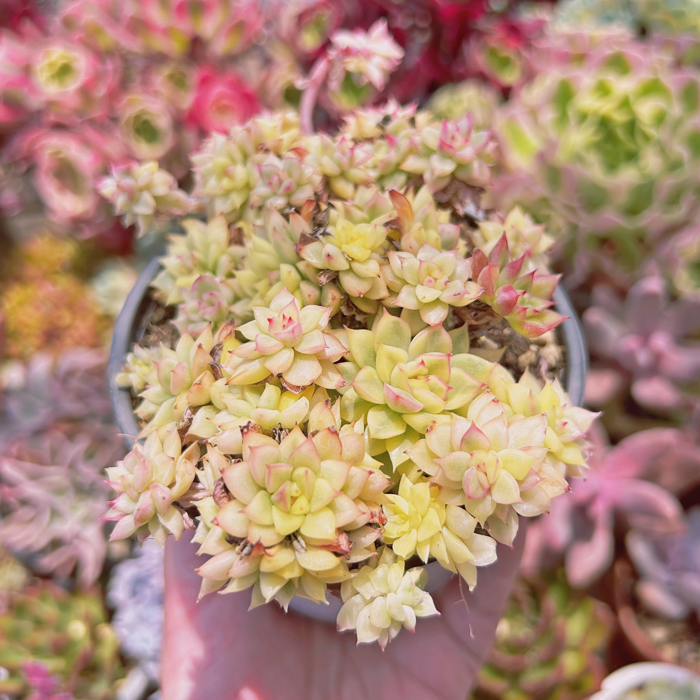 #1007現物　多肉植物　女雛錦　特大　抜き苗