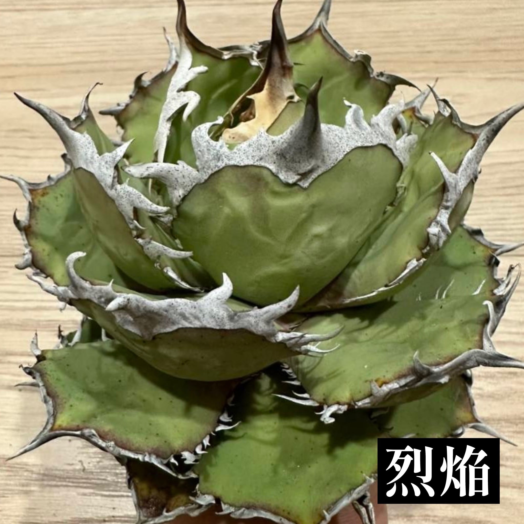 アガベ チタノタ 烈焔 親株 オテロイ アガベ チタノタ烈焔 オテロイ 【公式通販】