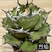 アガベ チタノタ 烈焔【966】