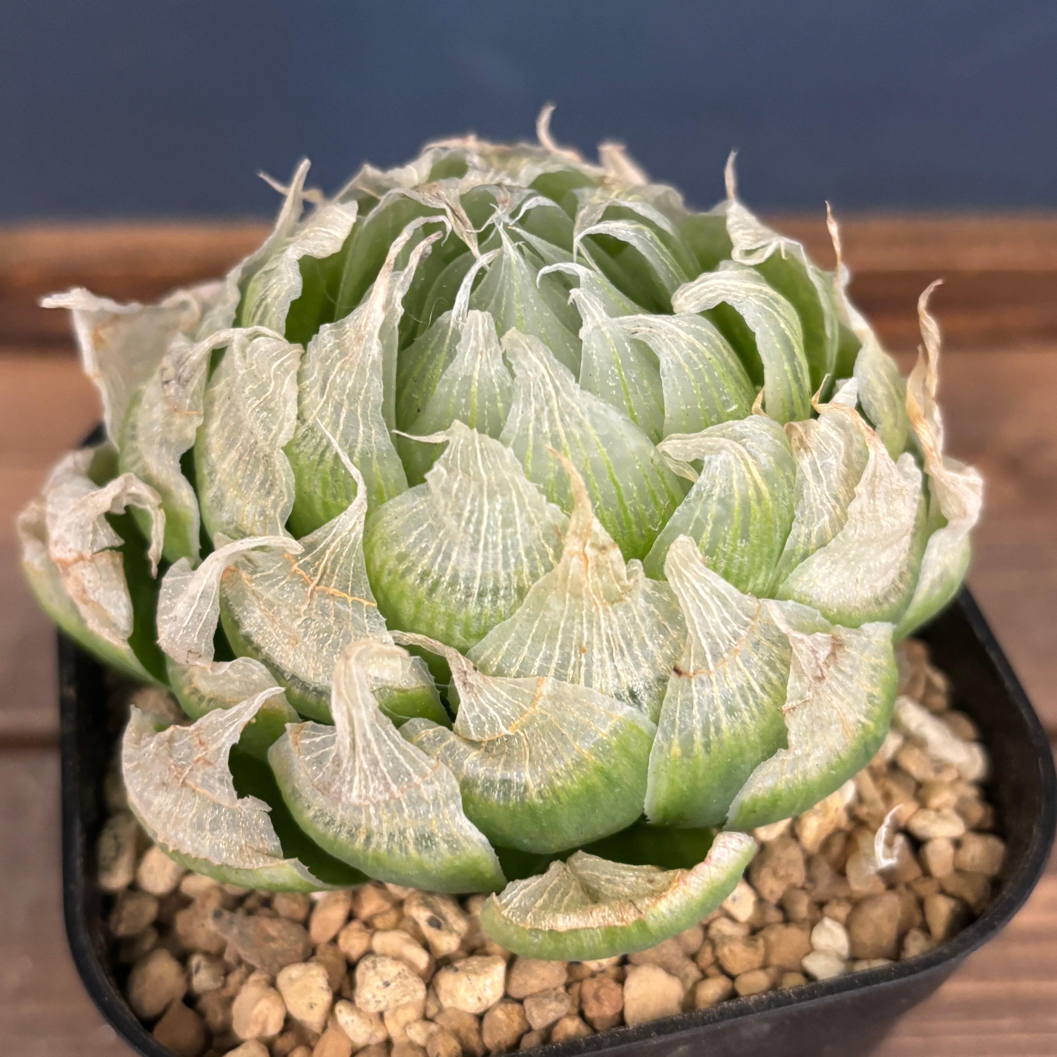 原種】 ハオルチア ロックウッディ H. lockwoodii, near Laingsburg