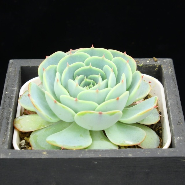 セクンダ　マグダレナ（選抜）02